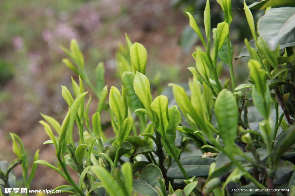 茶树