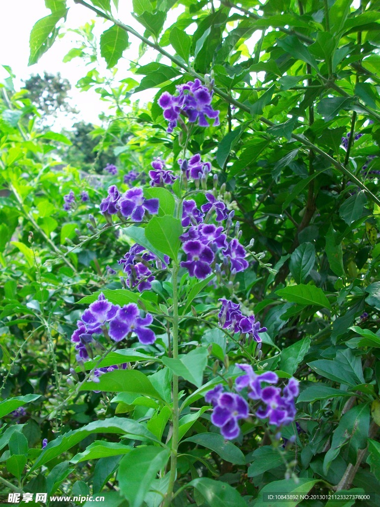 紫色花