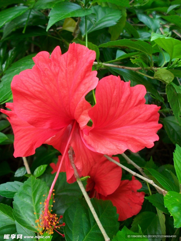 扶桑花