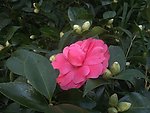茶花
