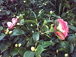茶花 美国大红