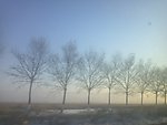 杨树