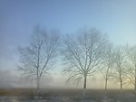 杨树