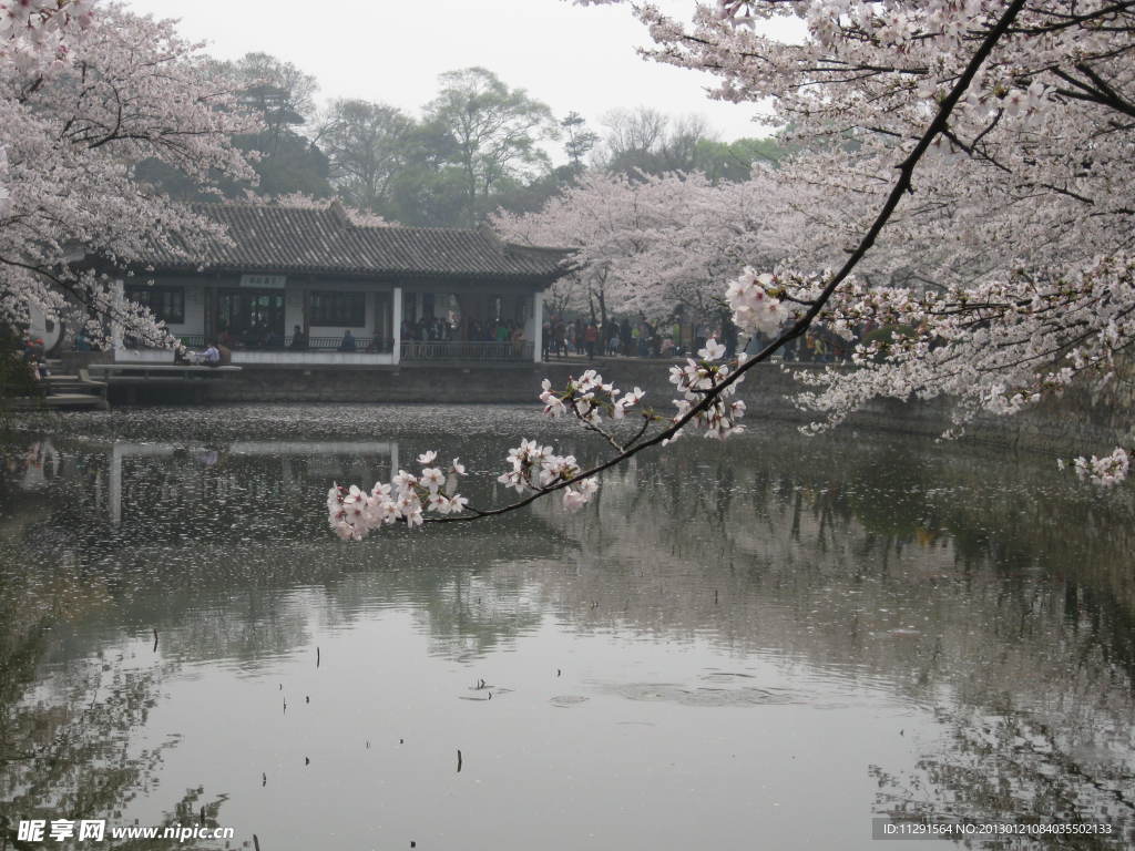 樱花