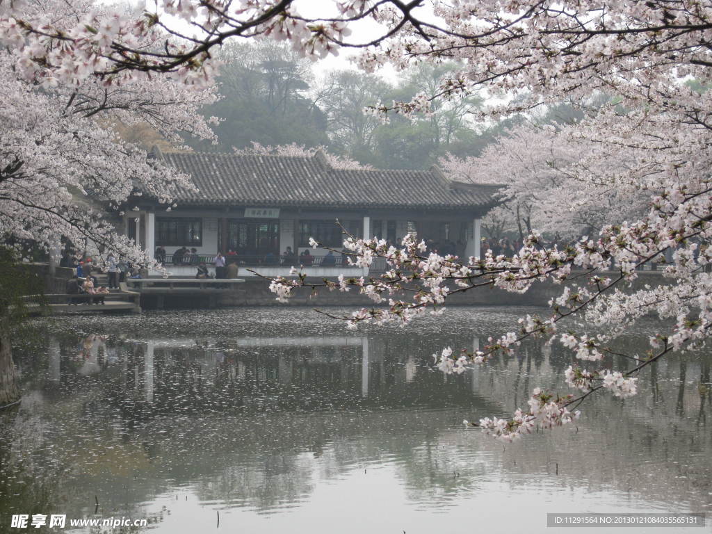 樱花