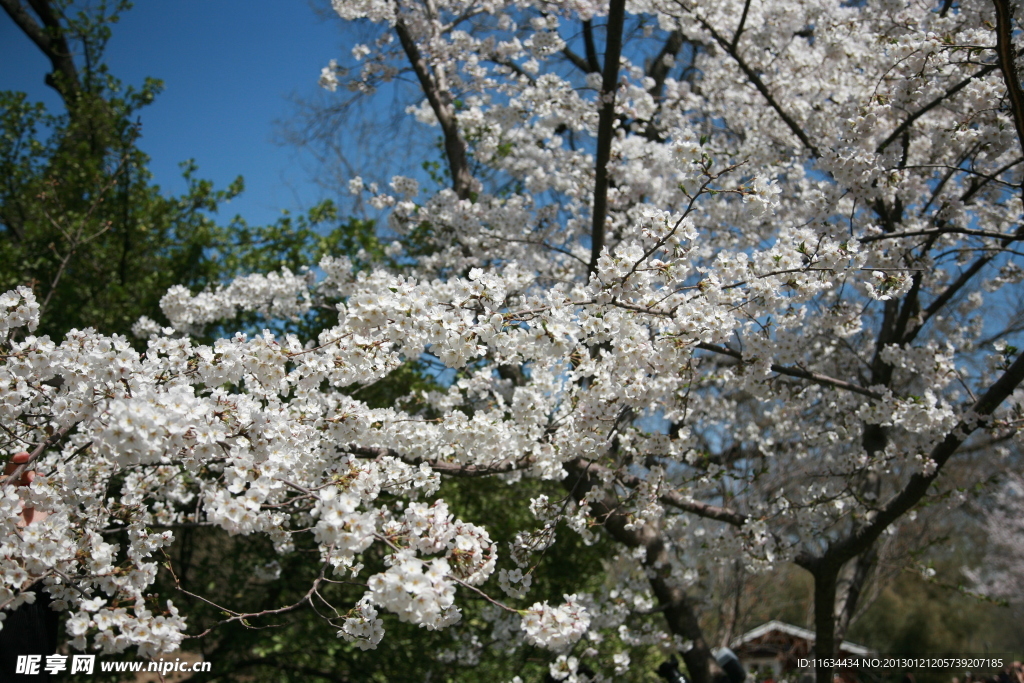 花 樱花