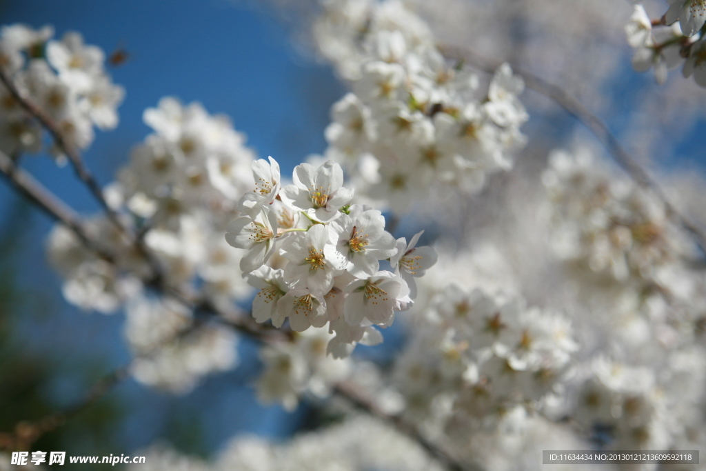 花 樱花