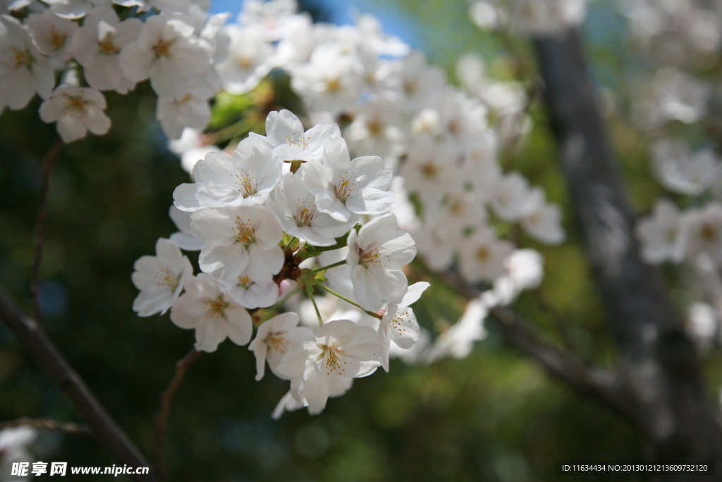 樱花