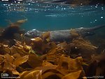 海狮