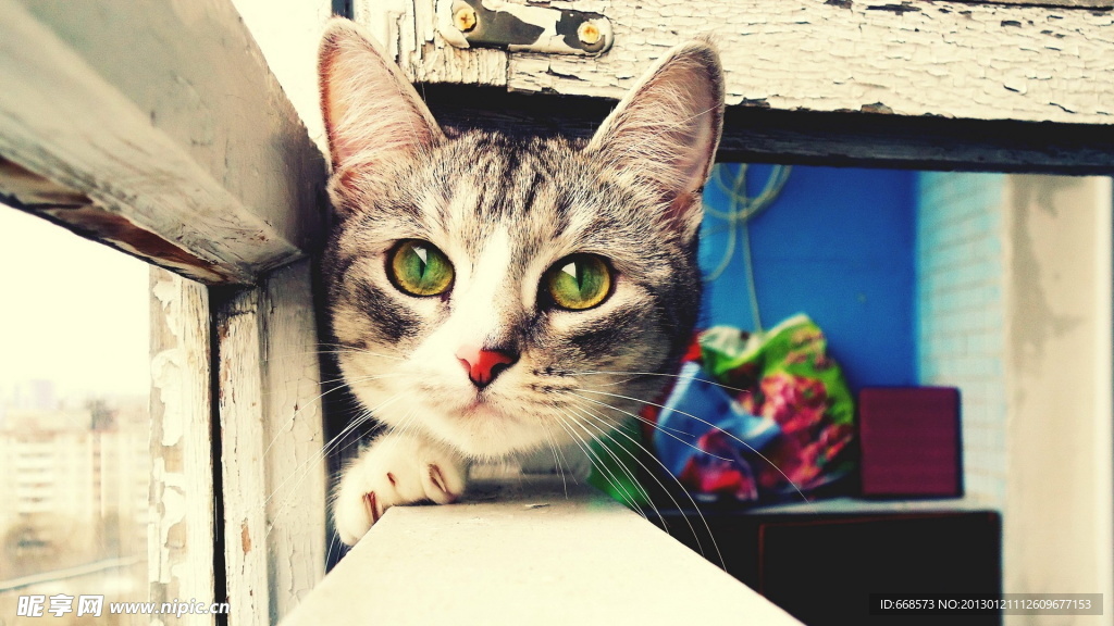 猫咪