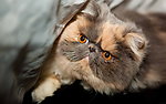 猫咪