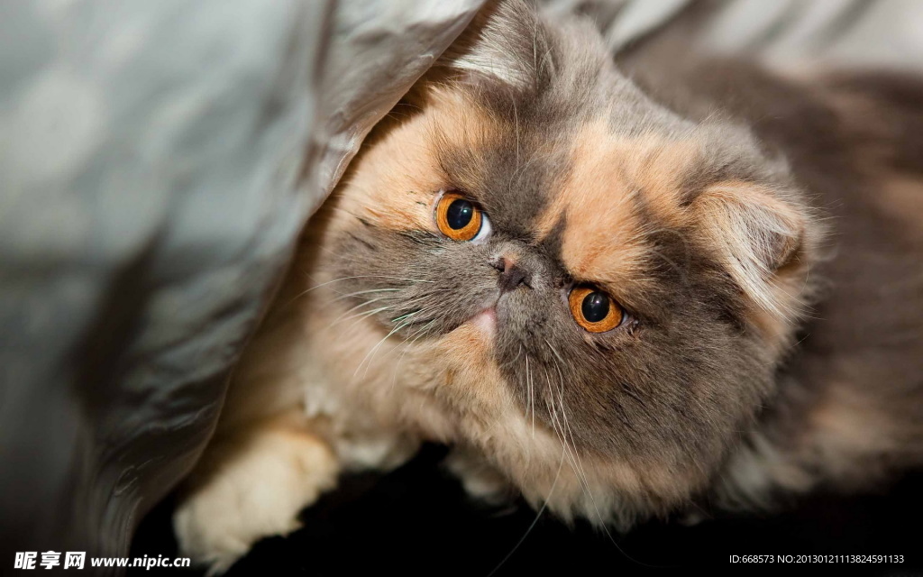 猫咪