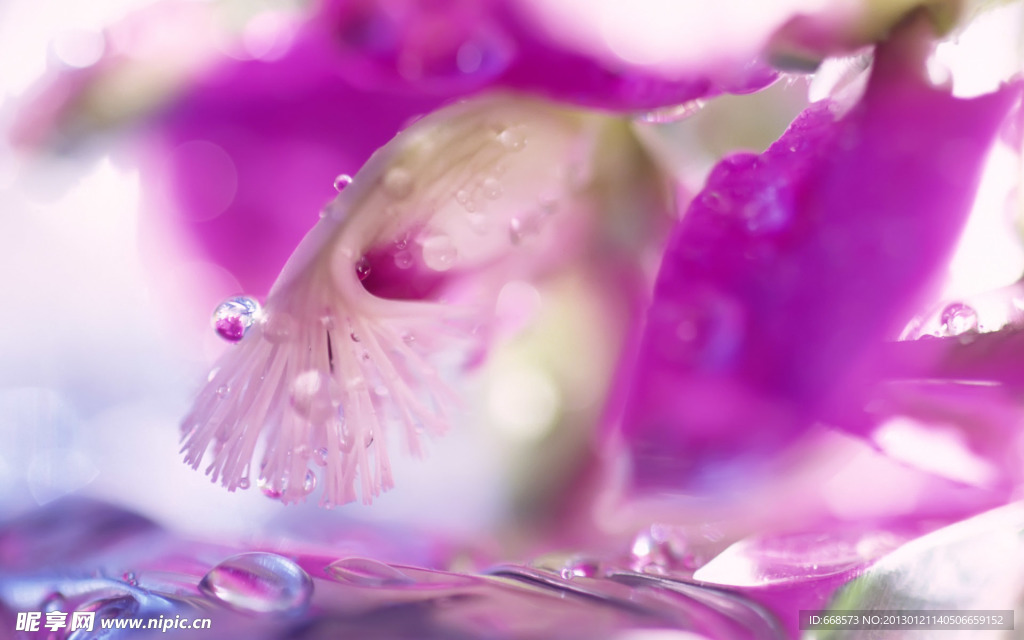 微距鲜花