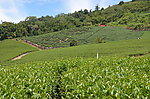 台湾阿里山风景