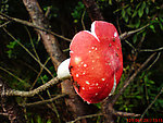 红菌蘑菇