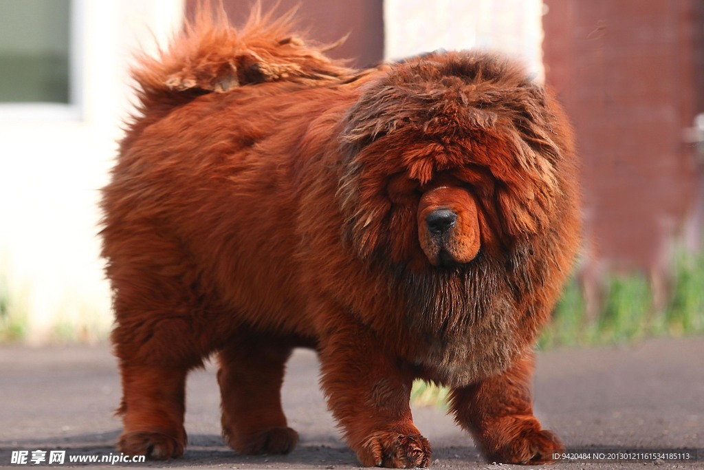 中户藏獒