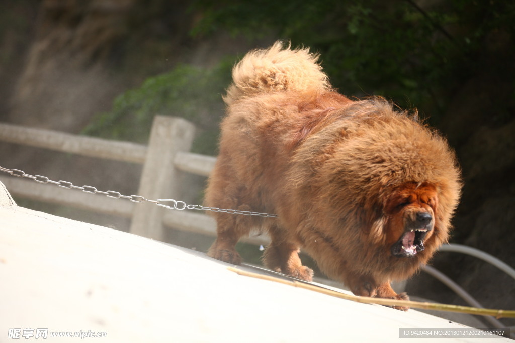 中华藏獒