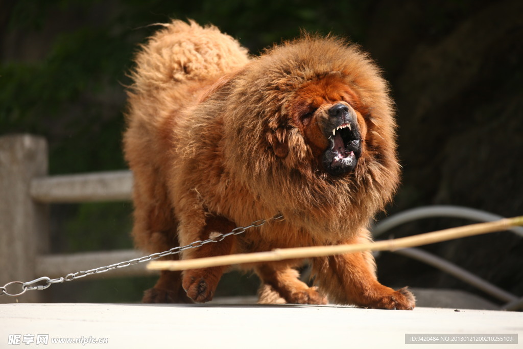 中华藏獒