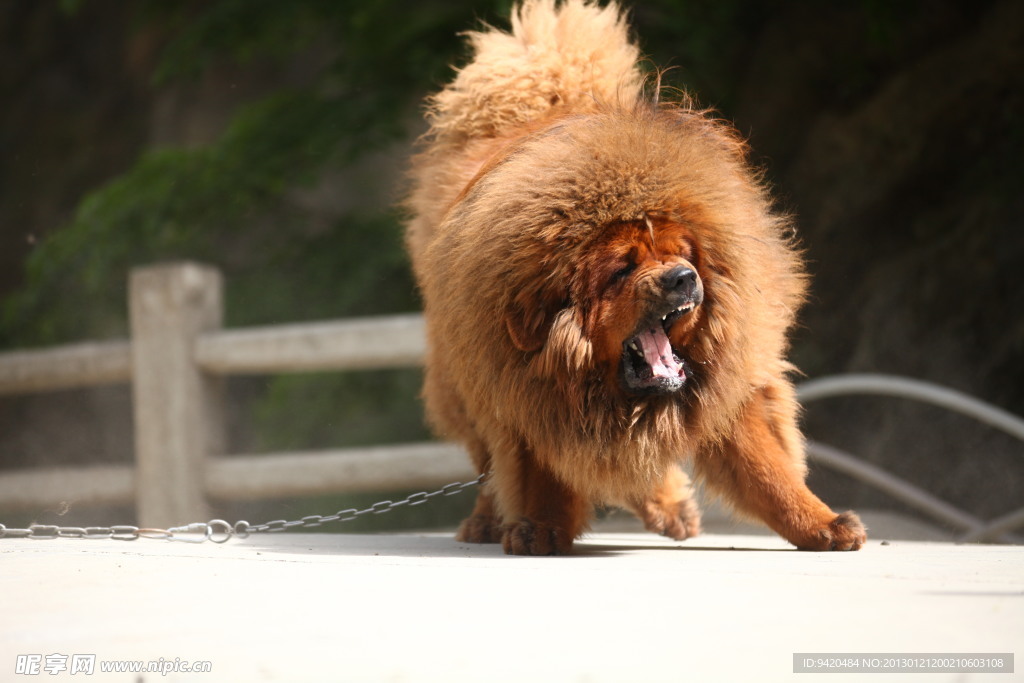 中华藏獒