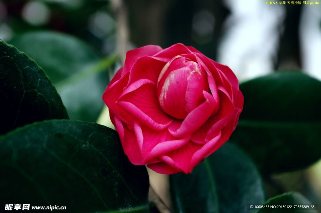 中国茶花 茶花图集 周灵paishe茶花