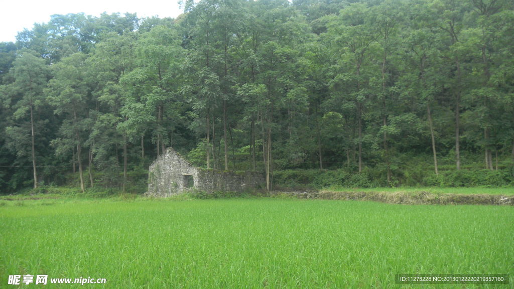草地