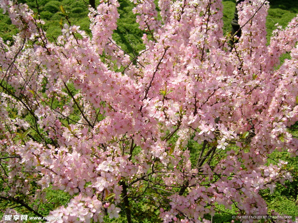樱花