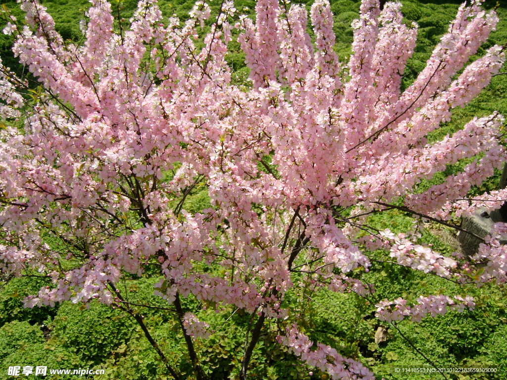 樱花