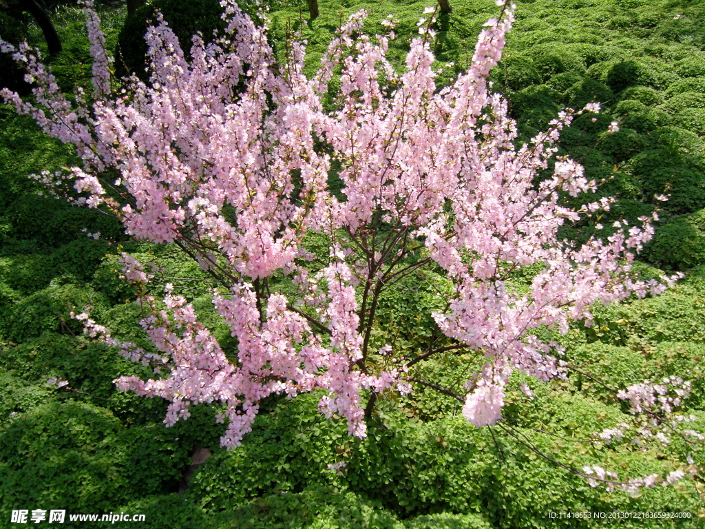 樱花