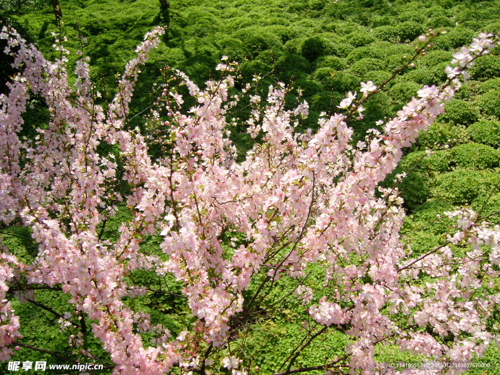樱花