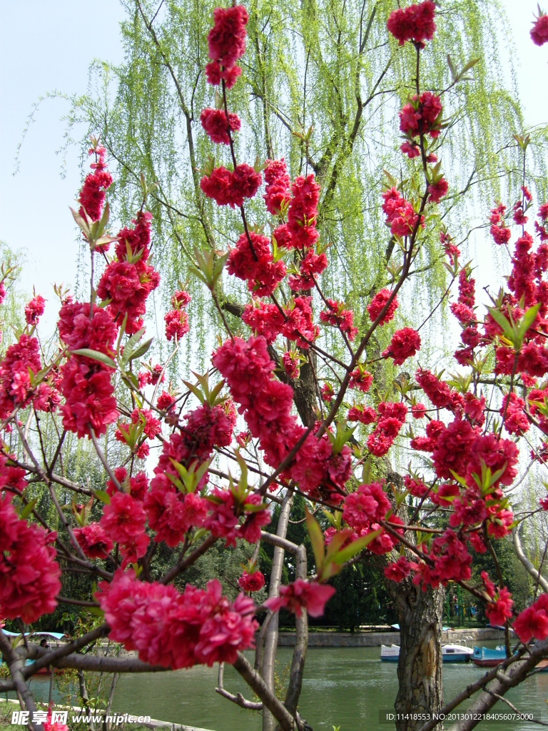 碧桃花