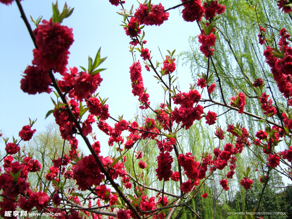 碧桃花