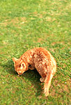 陆家嘴花猫