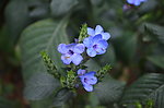 自然蓝色小花
