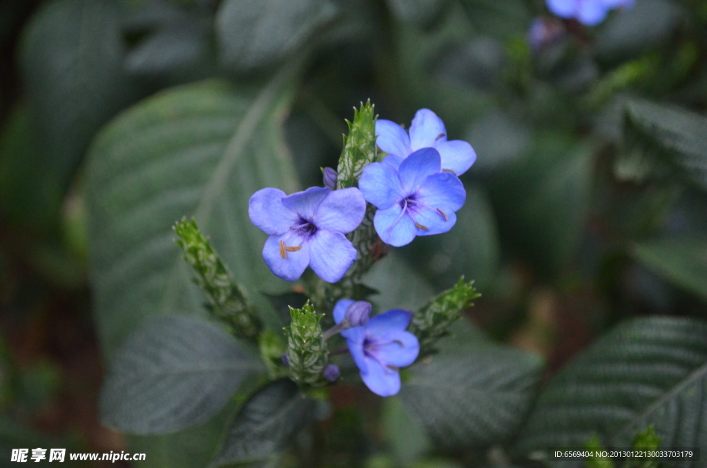 自然蓝色小花