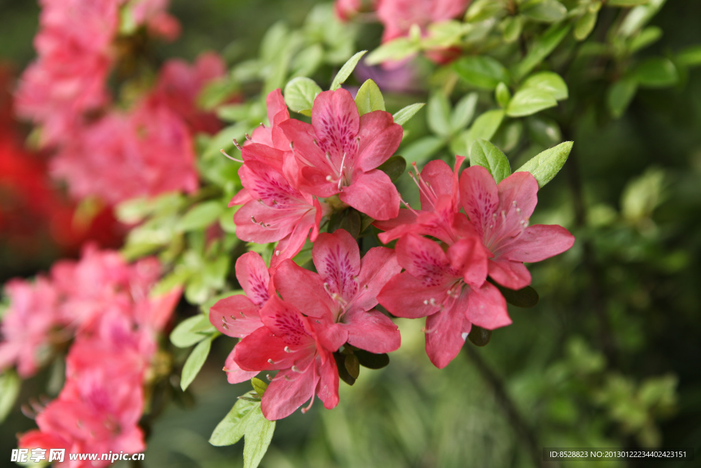 杜鹃花