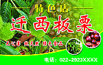 板栗