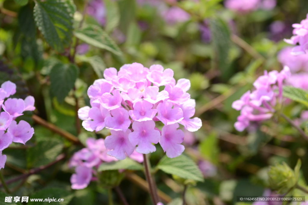 马樱花