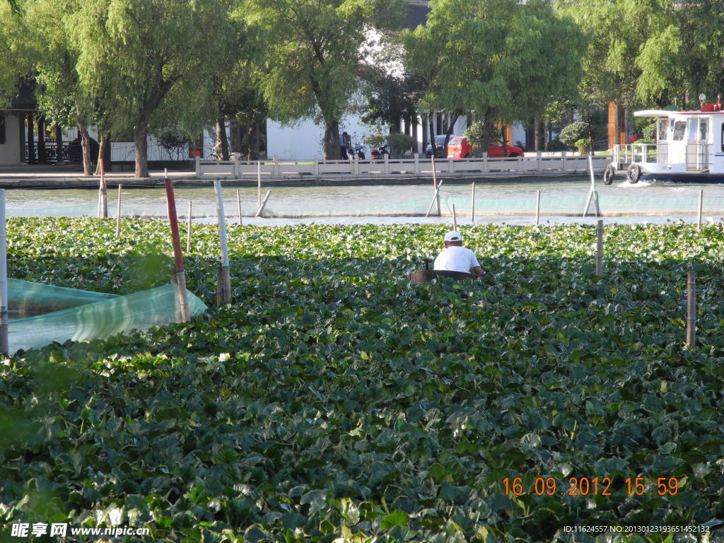 南湖菱