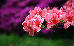 杜鹃花