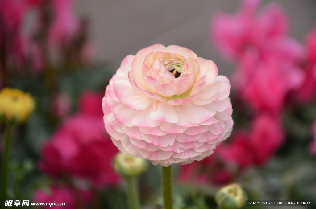 花毛茛