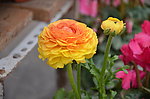 花毛茛