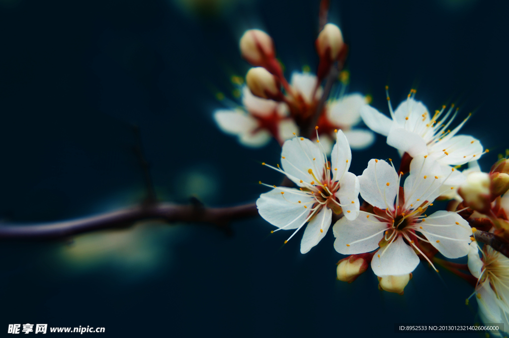 桃花