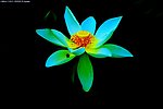 白色荷花 白洁绽放 周灵paishe
