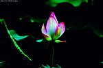 中国荷花 艳丽花蕾 周灵paishe