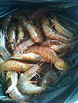 虾 海虾
