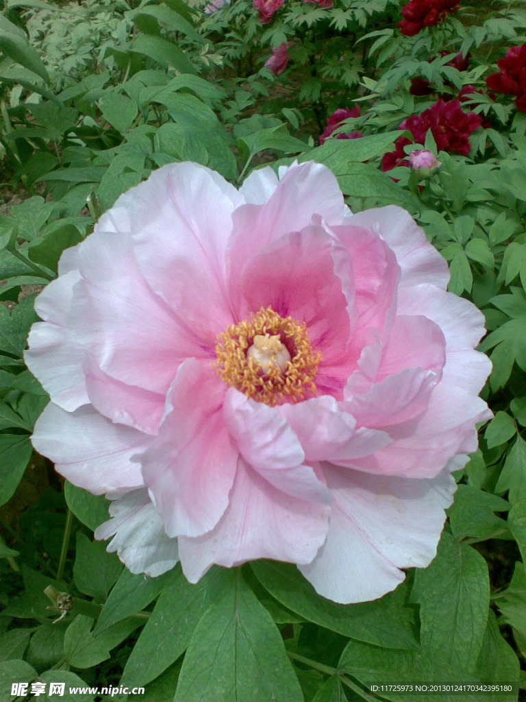 芍药