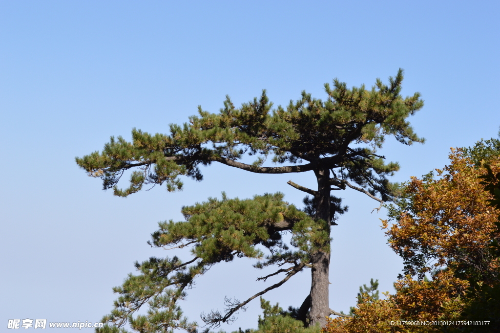 松树