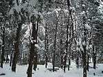 雪松