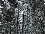 雪松