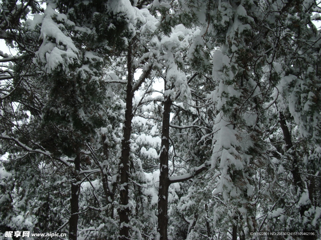 雪松